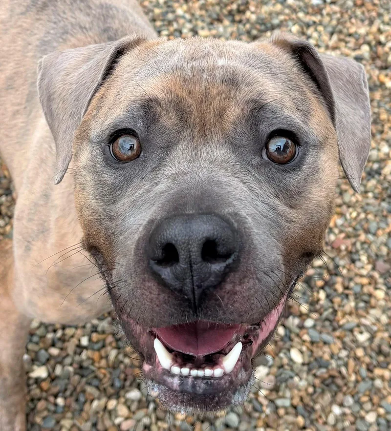 An adult medium-sized male Pit Bull Terrier dog named Tiger for adoption in Iowa City, IA