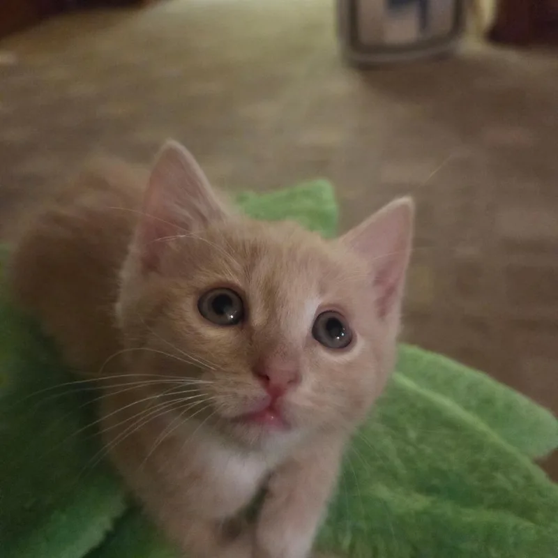 A baby small-sized male Cream / Ivory Domestic Short Hair cat named Rambo for adoption in Blairsville, GA