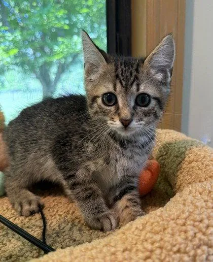 A young small-sized male Domestic Short Hair cat named Owl for adoption in Midland, VA