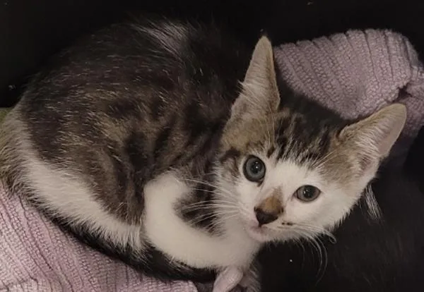 A baby small-sized male Domestic Short Hair cat named Aclepius for adoption in Millersville, MD