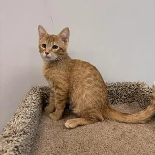 A baby small-sized male Domestic Short Hair cat named Phineas for adoption in Janesville, WI
