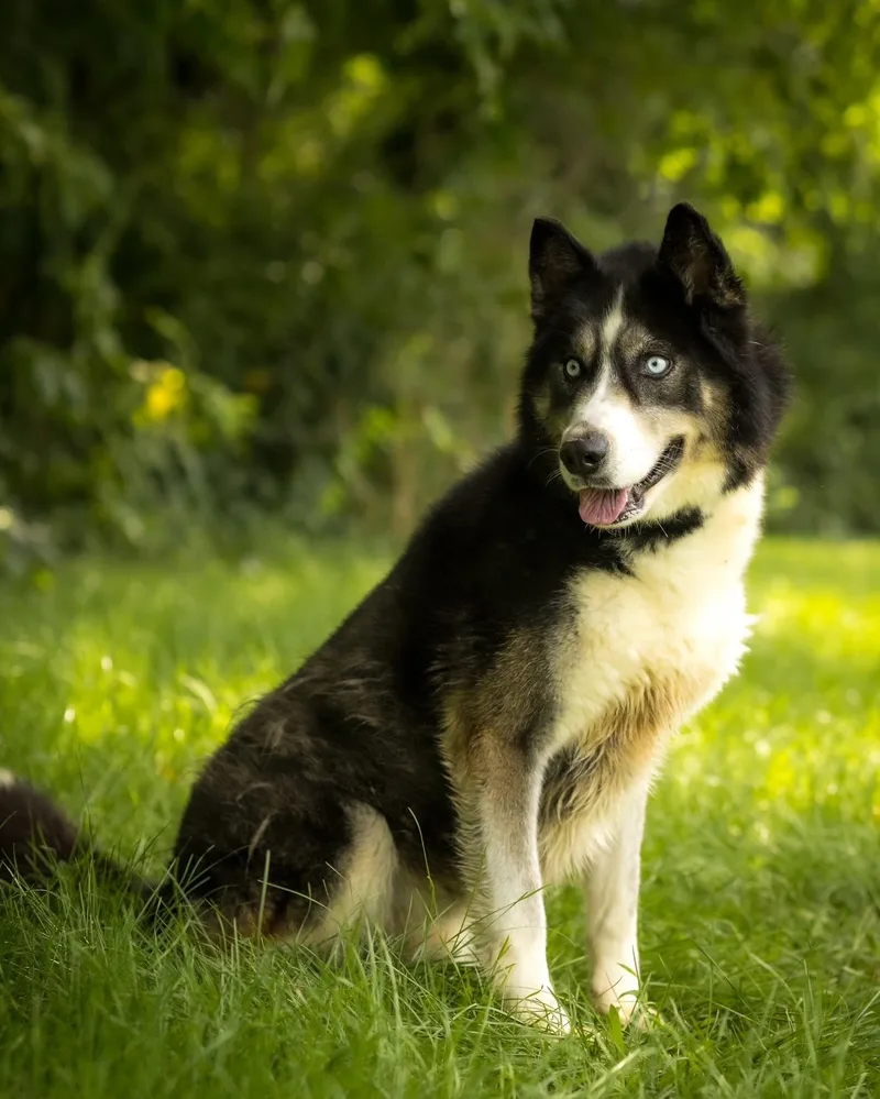 A young large-sized male Black Husky dog named Frozone for adoption in Bridgeport, CT