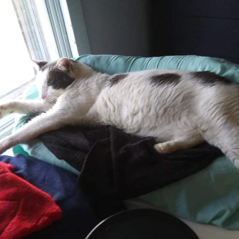 A young medium-sized male Gray & White Domestic Short Hair cat named Circles for adoption in Port Wentworth, GA