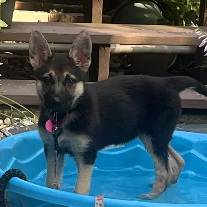 A baby small-sized female Sable German Shepherd Dog dog named Mila for adoption in Wilmington, DE
