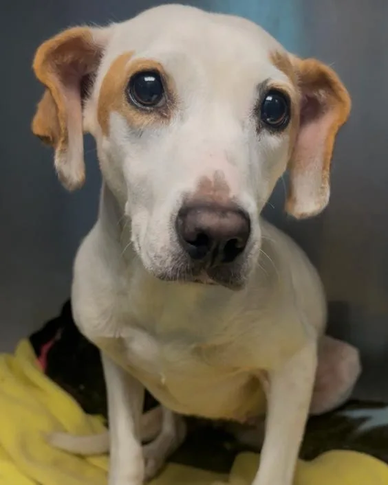 An adult medium-sized female White / Cream Mixed Breed dog named Rosie for adoption in Osseo, MI