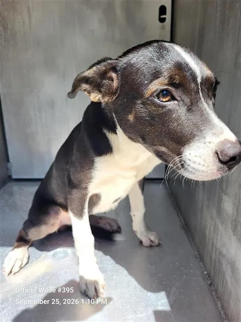A baby small-sized male Terrier dog named Hemmy for adoption in San Antonio, TX