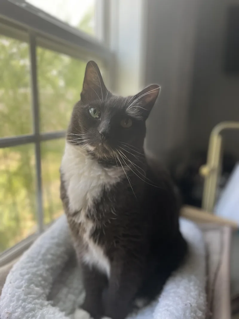 A senior medium-sized female Black & White / Tuxedo Domestic Short Hair cat named Lola for adoption in Suffolk, VA