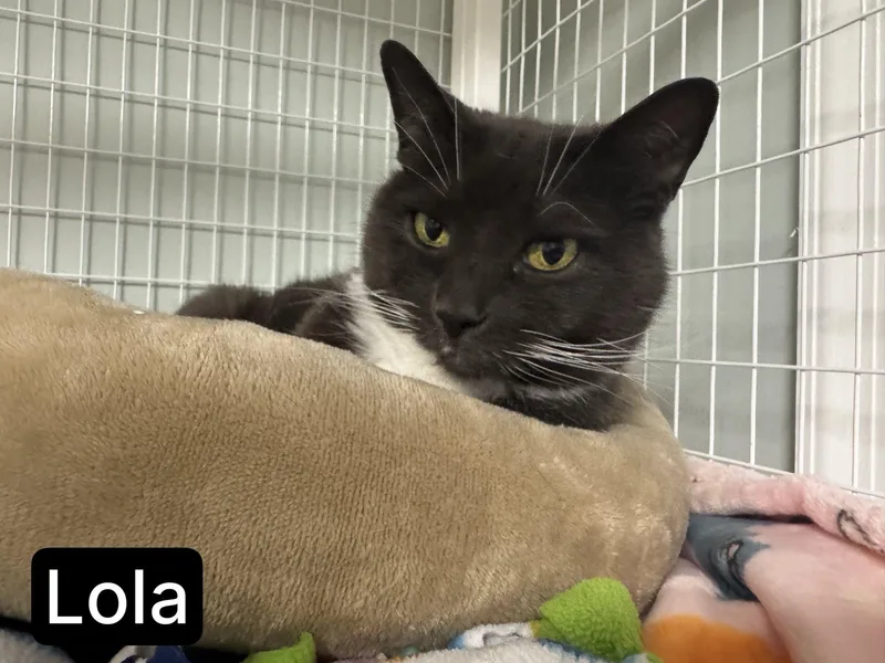 Lola thumbnail 5