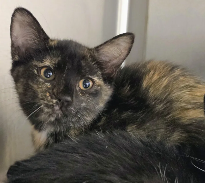 A baby medium-sized female Tortoiseshell Domestic Short Hair cat named Honeybun for adoption in Amityville, NY