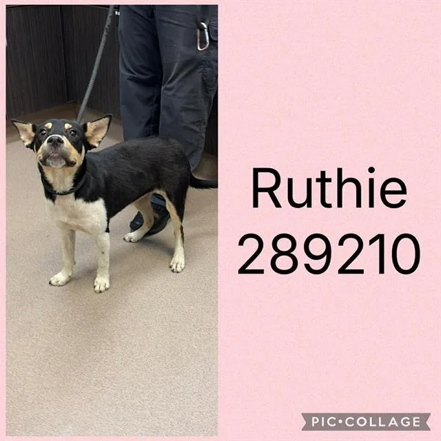 A young medium-sized female Mixed Breed dog named Ruthie for adoption in Macon, GA