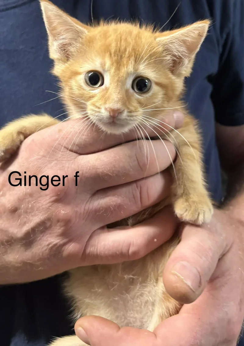 A baby medium-sized female Orange / Red Domestic Short Hair cat named Ginger for adoption in White Bluff, TN