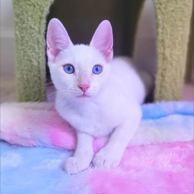 A baby small-sized female Flame Point Domestic Short Hair cat named Adella for adoption in Jacksonville, OR