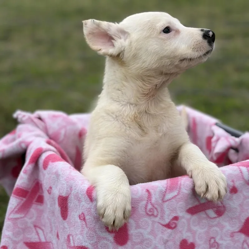 A baby medium-sized female White / Cream Shepherd dog named Monroe for adoption in Ennis, TX