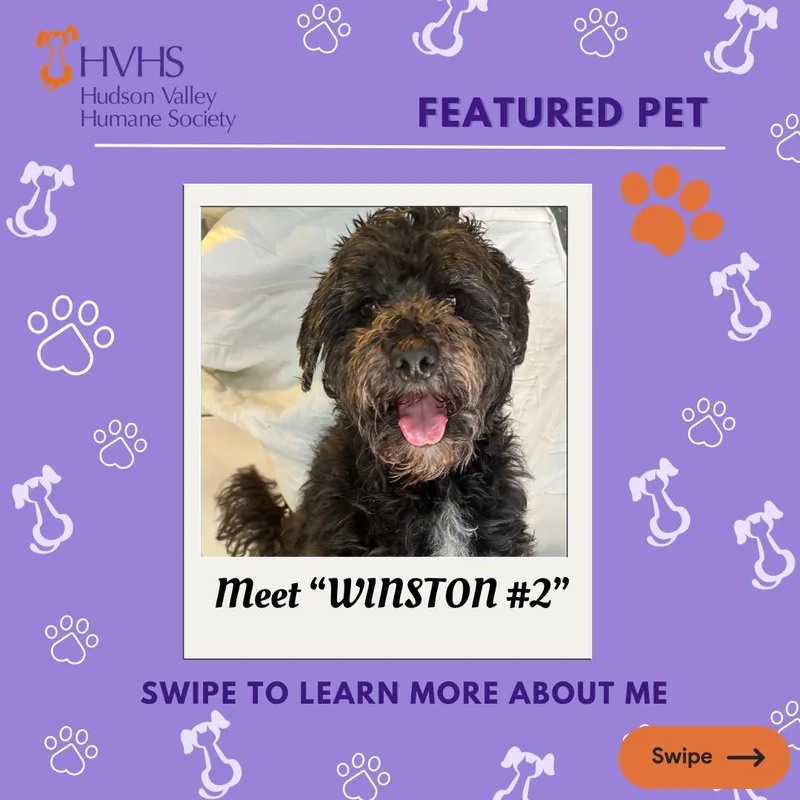 Winston