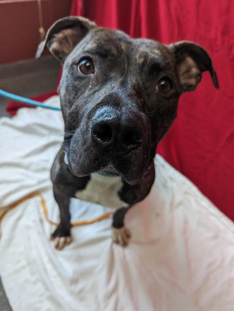 A young large-sized male Brindle American Staffordshire Terrier dog named Banjo for adoption in Valparaiso, IN
