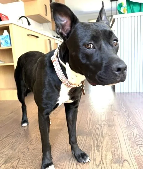A young medium-sized female American Bully dog named Lilly Sweetie Pie is for adoption in Charlottesville, VA
