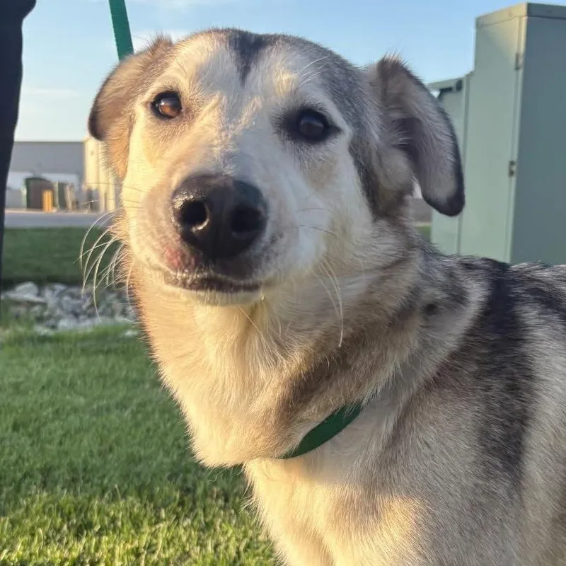 An adult small-sized female Gray / Blue / Silver Husky dog named Sadie for adoption in Shawnee, KS