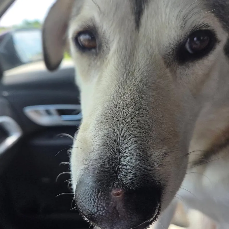 Sadie thumbnail 4
