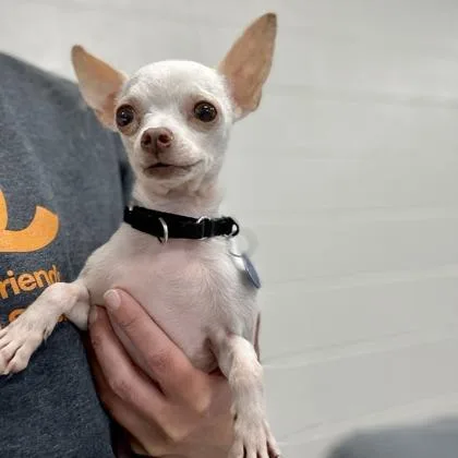 A senior small-sized male Chihuahua dog named Max for adoption in Wheaton, IL