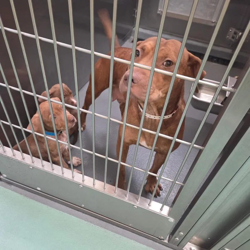 An adult medium-sized female Brown / Chocolate Mixed Breed dog named Sienna for adoption in Bartlett, TN