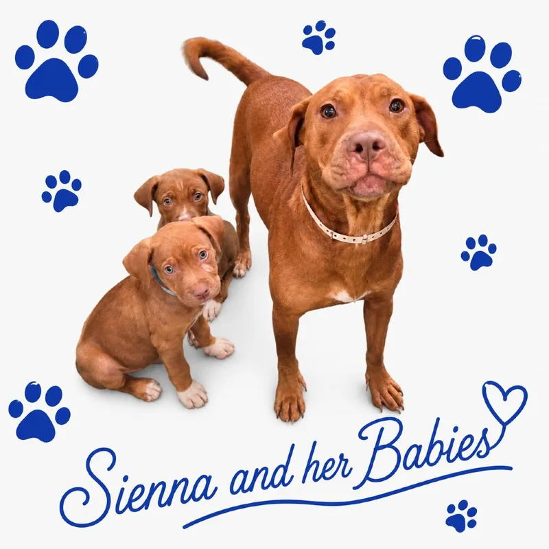 Sienna thumbnail 2