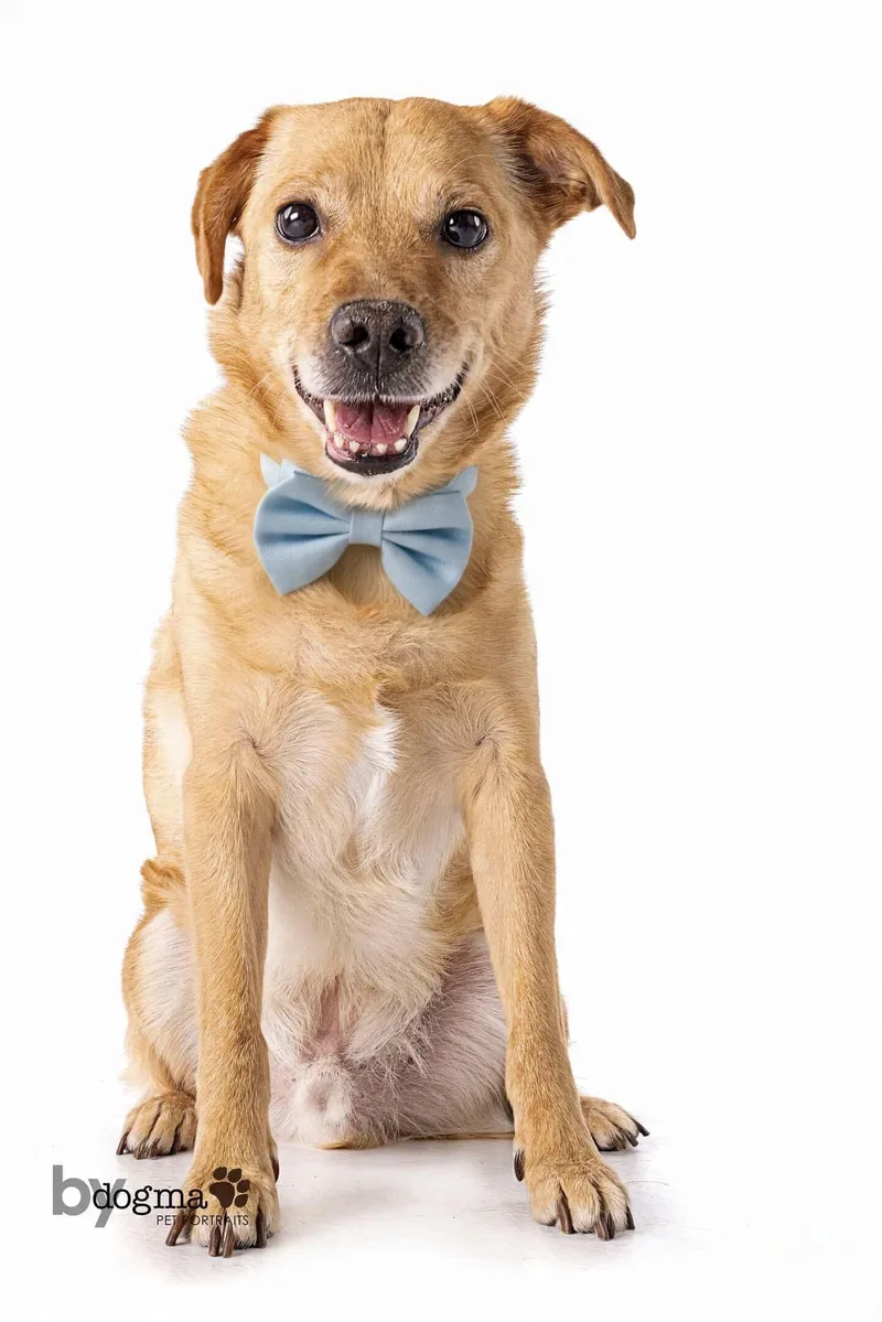 An adult small-sized male Apricot / Beige Retriever dog named Apollo for adoption in Corona Del Mar, CA
