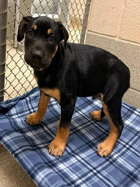 A baby small-sized male Mixed Breed dog named Jones for adoption in Statesville, NC