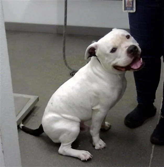 A young large-sized male American Bulldog dog named Mikey for adoption in Mesa, AZ