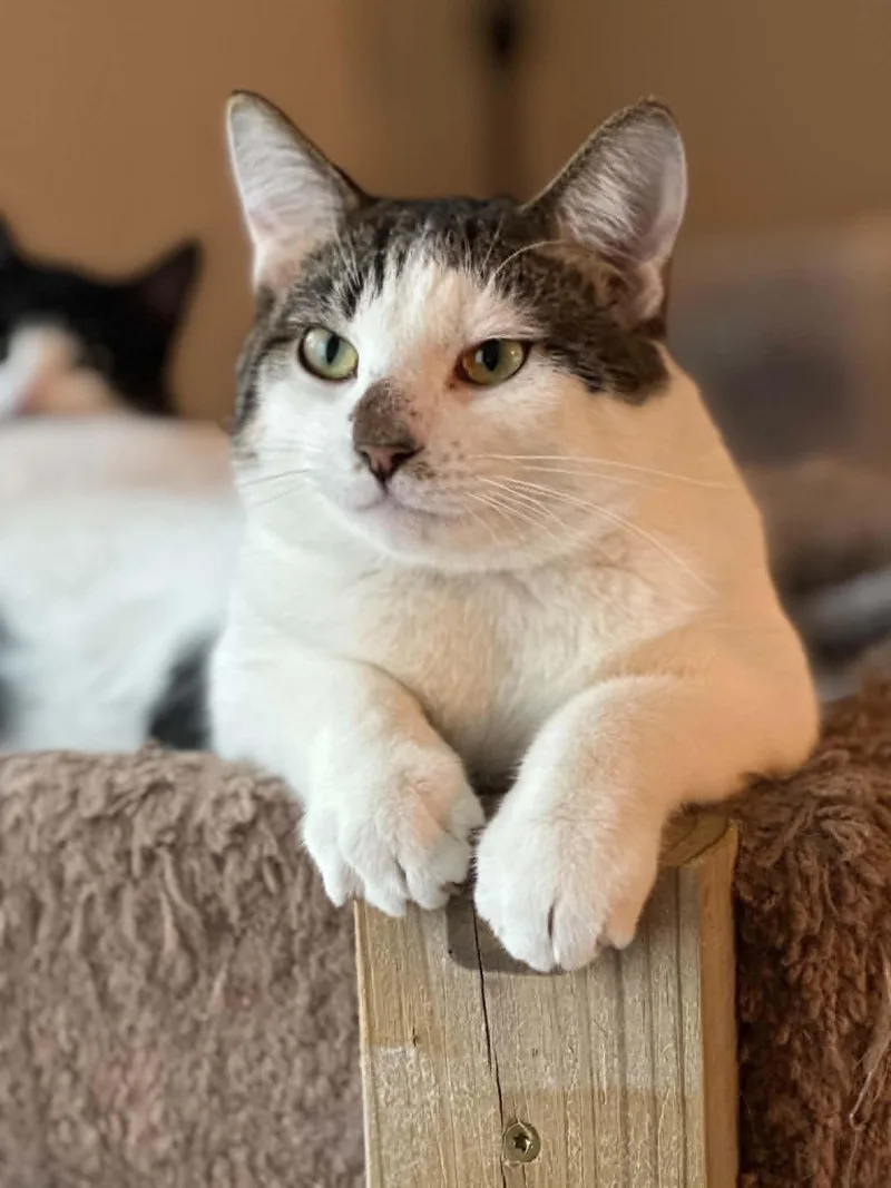 A young small-sized male Domestic Short Hair cat named Will Wheaton for adoption in Mankato, MN