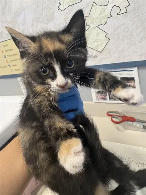 A baby small-sized female Domestic Short Hair cat named Josephine for adoption in San Jose, CA