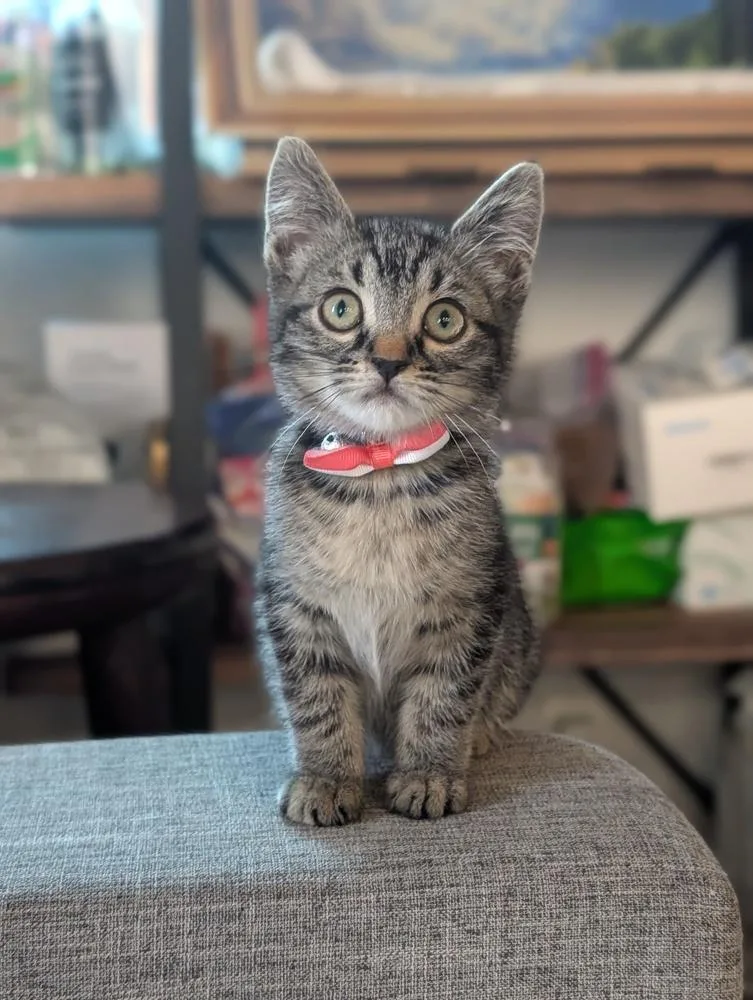 A baby small-sized female Brown / Chocolate Tabby cat named Ruby for adoption in Fremont, CA