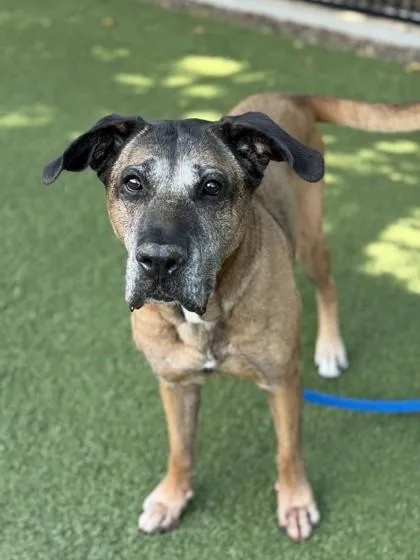 A senior large-sized female German Shepherd Dog dog named Keiko for adoption in Roseville, CA
