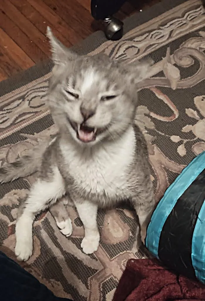 A young medium-sized male Tabby (Gray / Blue / Silver) Domestic Short Hair cat named Silas for adoption in New Albany, OH