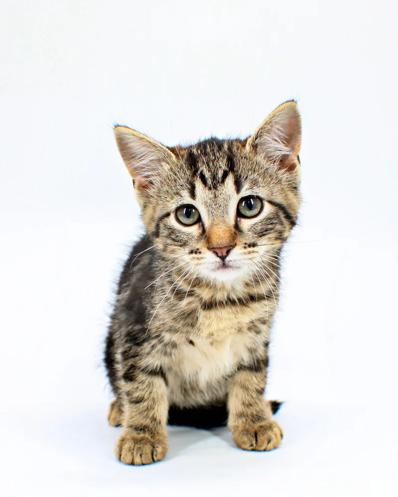 A baby small-sized female Domestic Short Hair cat named Gabbie for adoption in Morton Grove, IL