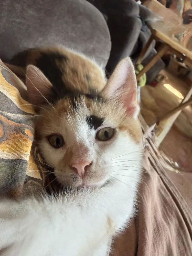 A baby medium-sized female Domestic Short Hair cat named Lucy for adoption in East Greenville, PA