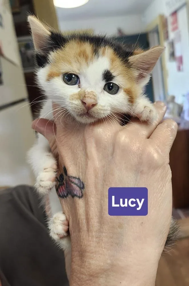 Lucy thumbnail 3