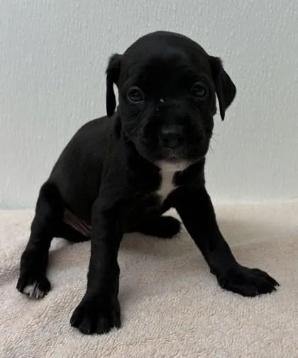 A young large-sized female Labrador Retriever dog named Pita for adoption in Phoenix, AZ