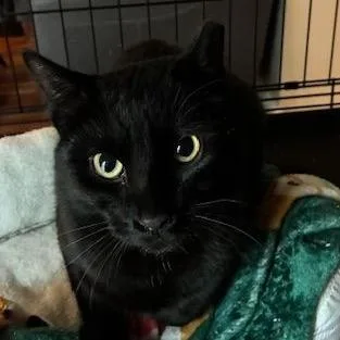 Leonardo thumbnail 2