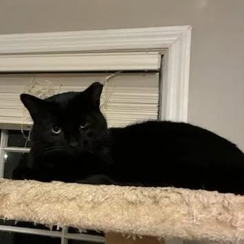 Leonardo thumbnail 3