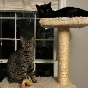 Leonardo thumbnail 4