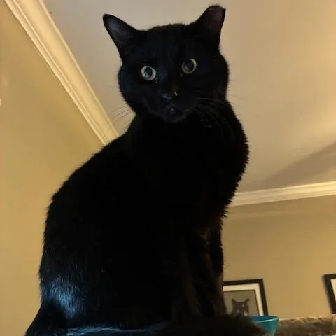 Leonardo thumbnail 5