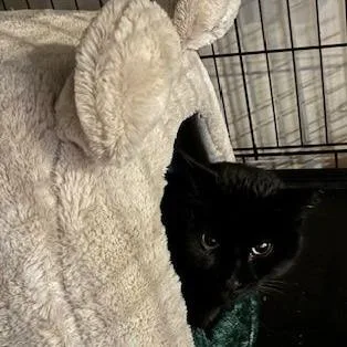 Leonardo thumbnail 6