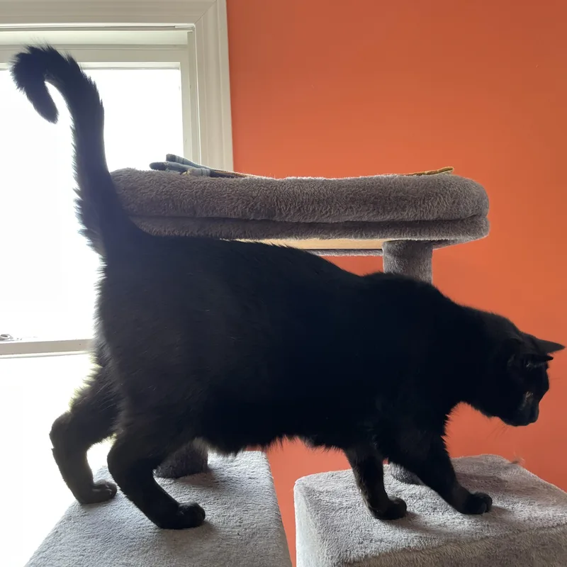 An adult large-sized male Black Domestic Short Hair cat named Billie for adoption in Wells, ME