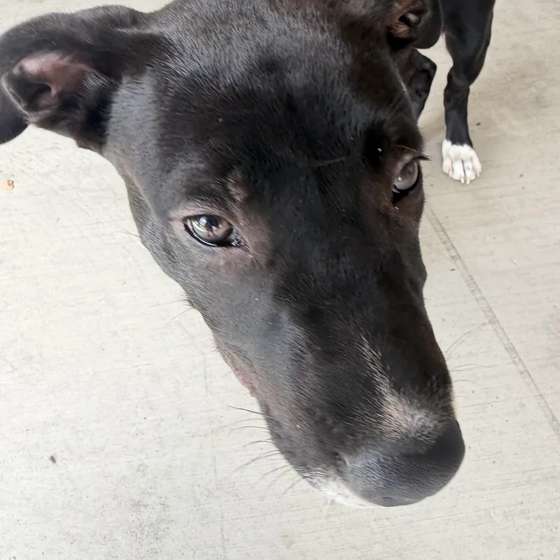 A baby medium-sized male Black Cattle Dog dog named Nemo for adoption in Petaluma, CA