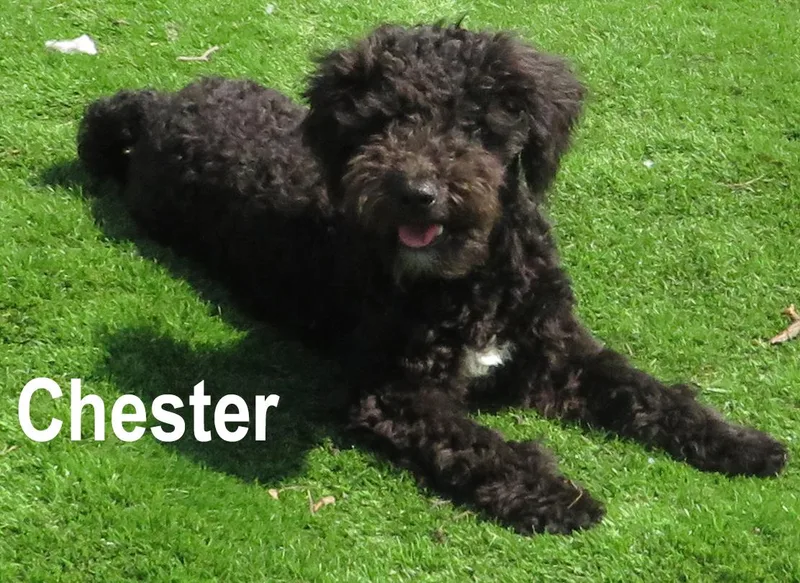 Corkie & Chester thumbnail 2