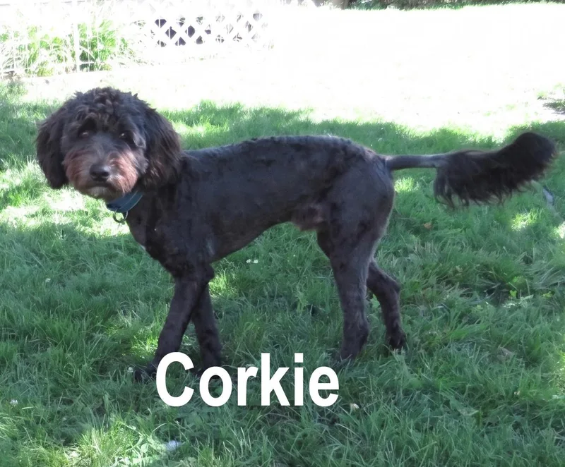 Corkie & Chester thumbnail 3