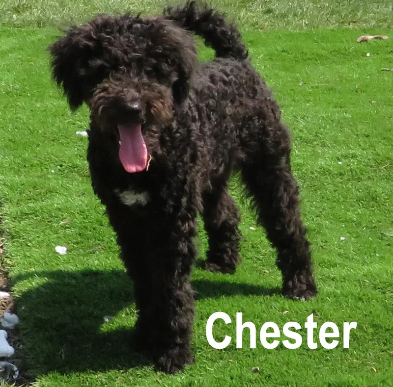 Corkie & Chester thumbnail 4