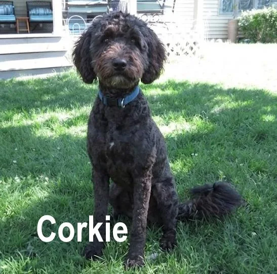 Corkie & Chester thumbnail 5
