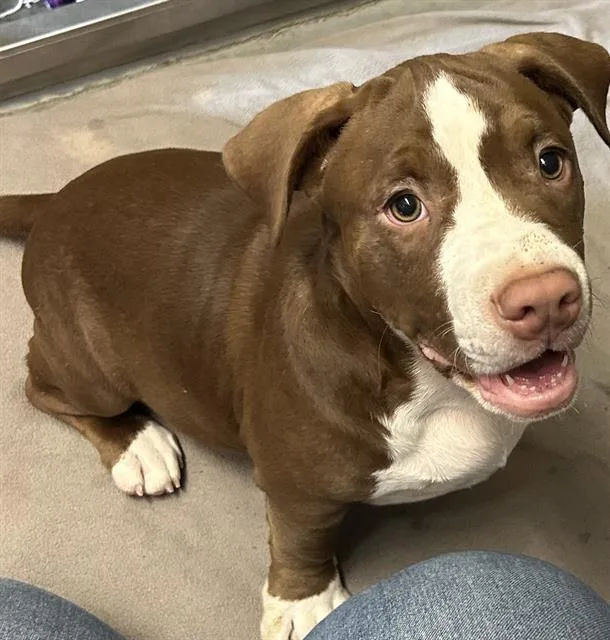 A baby medium-sized male Staffordshire Bull Terrier dog named Picnic Basket for adoption in Santa Cruz, CA