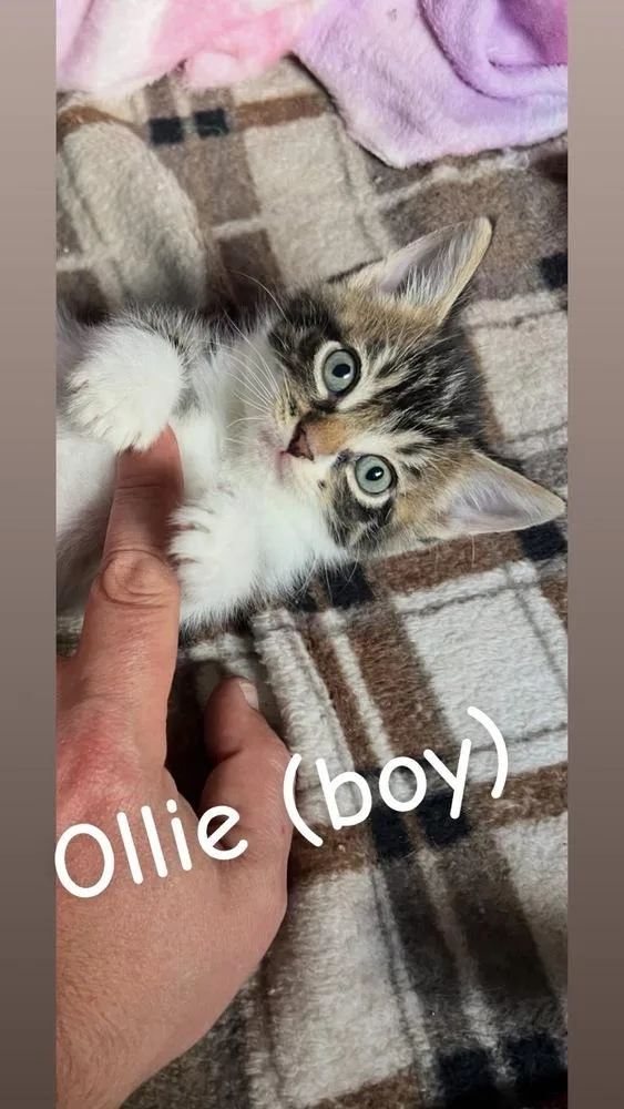 A baby small-sized male Domestic Short Hair cat named Ollie for adoption in Telford, PA